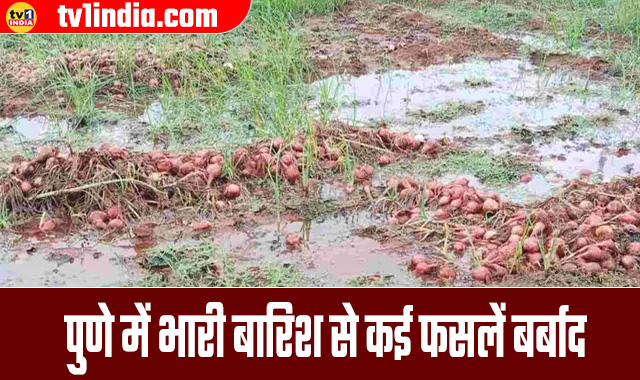 Crops in 2500 hectares destroyed due to heavy rains in Pune,
