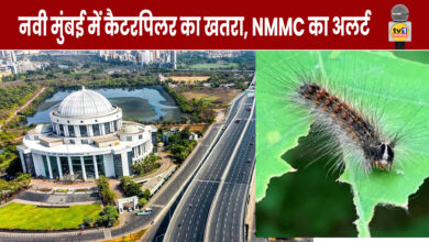 Alert- Caterpillar threat in Navi Mumbai, municipal council appeal