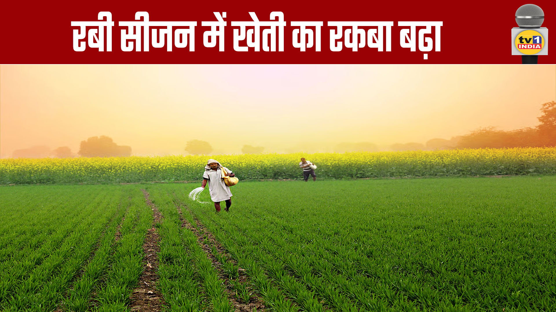 Area Under Cultivation Increases During Rabi Season