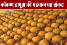 Is The Identity of Konkan Hapus in Danger