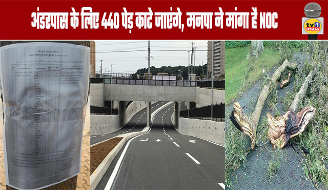Navi Mumbai: 440 Trees to be Cut for Underpass, Municipal Corporation Seeks NOCNavi Mumbai: 440 Trees to be Cut for Underpass, Municipal Corporation Seeks NOC