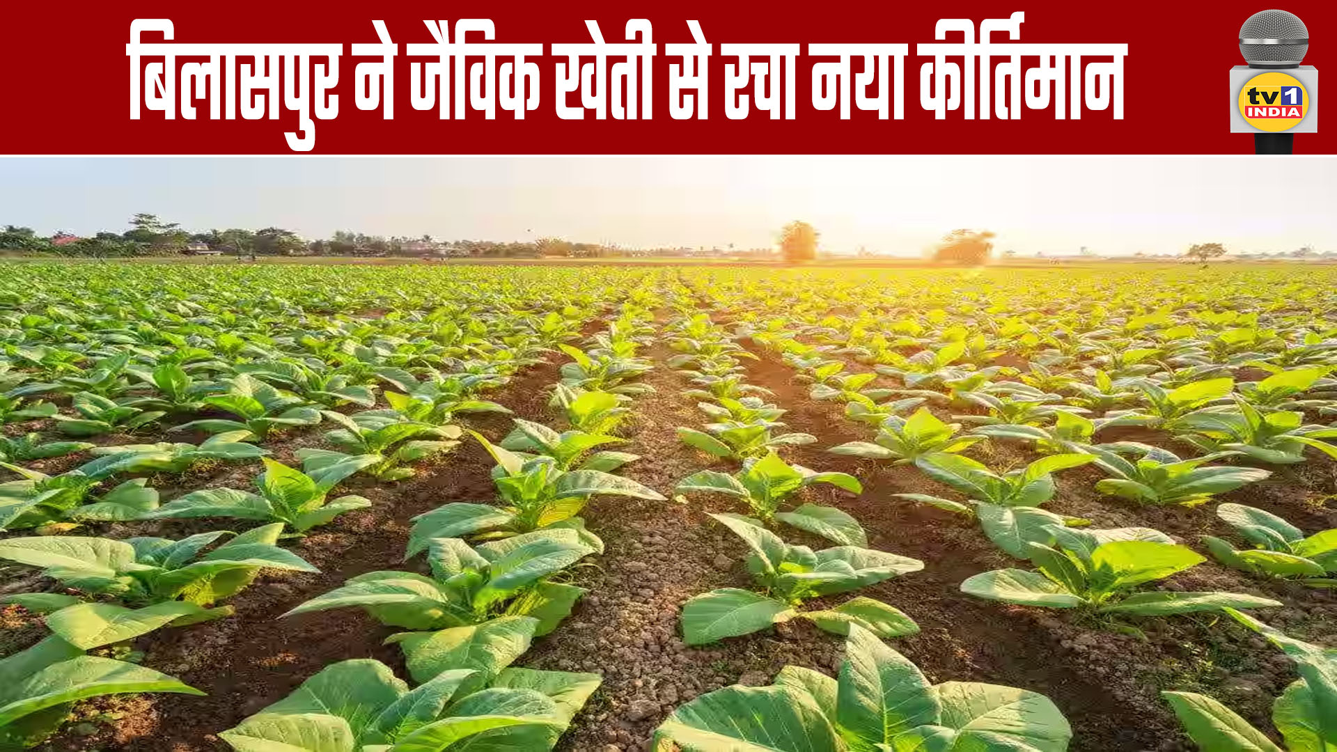 Bilaspur Sets New Record in Organic Farming