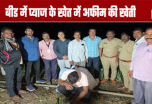Opium Cultivation in an Onion Field in Beed