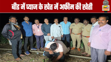 Opium Cultivation in an Onion Field in Beed
