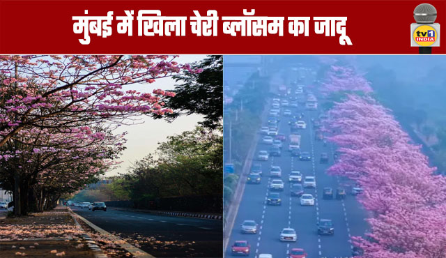 The Magic of Cherry Blossoms Blooms in Mumbai