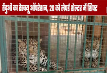 Leopard Rescue Operation 20 Shifted to Leopard Shelter