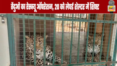 Leopard Rescue Operation 20 Shifted to Leopard Shelter