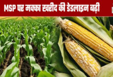 Deadline for Maize Procurement at MSP Extended