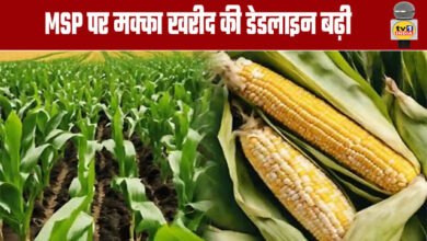 Deadline for Maize Procurement at MSP Extended