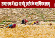 New Rules for Wheat Procurement at MSP Implemented in Rajasthan