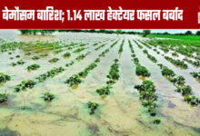 Unseasonal Rains 1.14 Lakh Hectares of Crops Destroyed