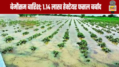Unseasonal Rains 1.14 Lakh Hectares of Crops Destroyed
