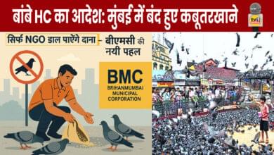 "BMC closes pigeon feeding spots in Mumbai, NGOs allowed to manage feeding"